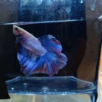 فایتر نر تایلندی