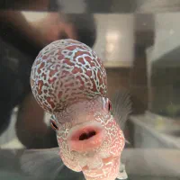 ماهی فلاور هورن درجه یک خارجی تایلندی|ماهی|خرمآباد, |دیوار