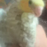 جوجه عروس هلندی