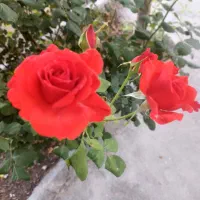 هدیه