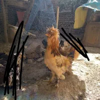 مرغ خروس سلطان