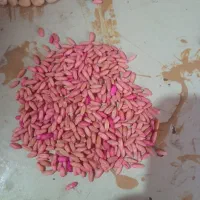 گندم لیزر شده