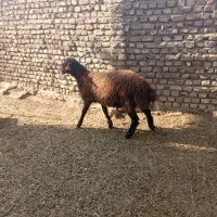 ی راس تخمی نامبروان