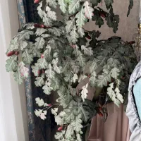 درخت بلوط ومجسمه