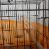 قناری نر موزایکی رنگ خاص همه چی تموم خوش قواره