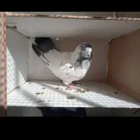 کله دم سبز گم شده