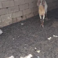 بز ماده