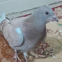 فروش کبوتر عراقی