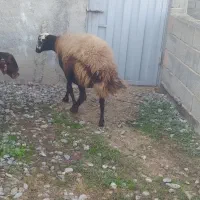 ۲ راس گوسفند جنس بالا بره دار و آبستن شیرکرده