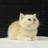 گربه بریتیش با رنگ‌کمیاب cy12