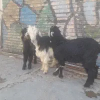 سه تا بیگ|حیوانات مزرعه|مسجد سلیمان, |دیوار