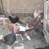 بوقلمون نروماده