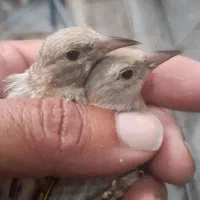 سهره