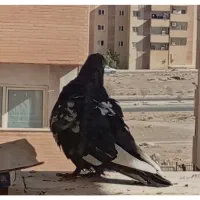 گمشده کفتر نر