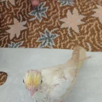 یک عدد جوجه عروس هلندی سالم هست