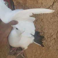 نر سینه ای قره سوری زیل دمبی