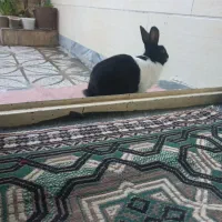 خرگوش|موش و خرگوش|بروجرد, |دیوار