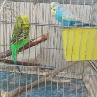 مرغ عشق انگلیسی|پرنده|ری, جوانمرد قصاب|دیوار