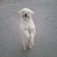 فروش سگ بامزه