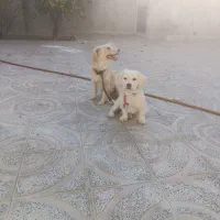 فروش سه عدد سگ آشپیتز قیمت ۴ میلیون|سگ|جهرم, |دیوار