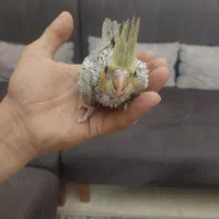 جوجه عروس هلندی