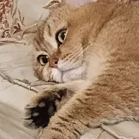 گربه نر نژاد بریتیش|گربه|قرچک, زیبا شهر|دیوار