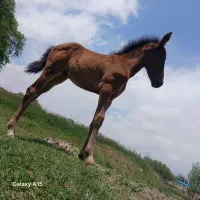 اسب