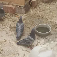 جفت مگس|پرنده|خاش, |دیوار