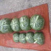 سبزی اشی مخصوص ..اش،وحلیمی تره خالی،در بسته های