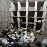 رنگی و دورگ|پرنده|مبارکه, |دیوار