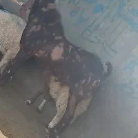 نریز پلنگی. پاکستانی