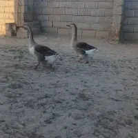 غاز و اردک فروشی