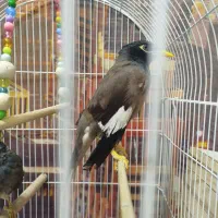 مرغ مینا نر|پرنده|فردیس, قریشی|دیوار