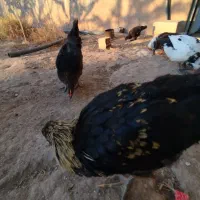 بوقلمون،اردک، جوجه خروس|حیوانات مزرعه|آبیک, |دیوار