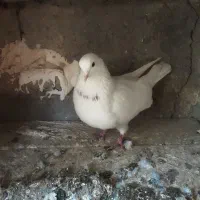 سلام چهار کفتر فروشی|پرنده|مشگین شهر, |دیوار