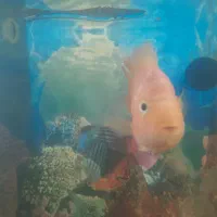 ماهی فلاور هورن و پرت|ماهی|تبریز, |دیوار