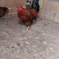 مرغ و خروس