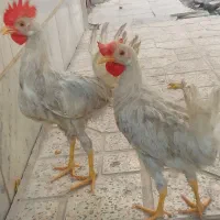 دوتا مرغ وخروس