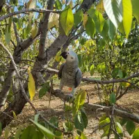 کاسکوی رام و اهلی|پرنده|گلپایگان, |دیوار