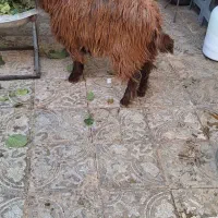 بزغاله مناسب|حیوانات مزرعه|بیرجند, |دیوار