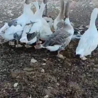 غاز‌ نره و ماده