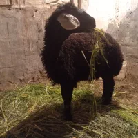 بره ماده افشار چال اصل