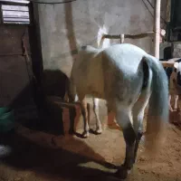 مادیون 5ساله|اسب و تجهیزات اسب‌سواری|بزینه رود, |دیوار