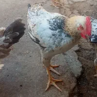 خروس فروشی