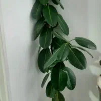 سلام گل طبیعی|گل و گیاه طبیعی|کرمانشاه, |دیوار