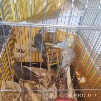 جوجه عروس هلندی دانه خور۳ ماهه سرحال و سالم خانگی|پرنده|تهران, صد دستگاه|دیوار