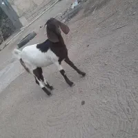 بز پاچن فروشی|حیوانات مزرعه|ایرانشهر, |دیوار