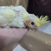 معاوضه جوجه عروس هلندی با اردک یا غاز|پرنده|تولم شهر, |دیوار