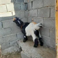 بیگ تخمی فروشی