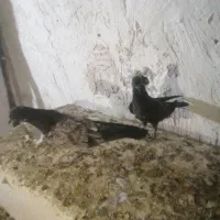 کبوتر|پرنده|آزادشهر, |دیوار